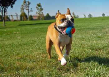 Жители Горского микрорайона Новосибирска решили строить площадку для выгула собак