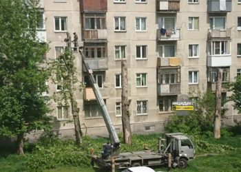 В Дзержинском районе Новосибирска массово спиливают деревья во дворе