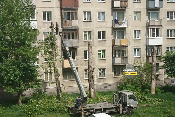 В Дзержинском районе Новосибирска массово спиливают деревья во дворе