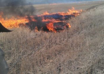 Трое поджигателей сухой травы пойманы в Новосибирской области