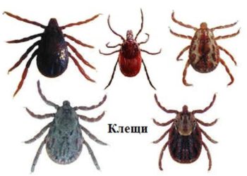 За последнюю неделю клещи почти полторы тысячи раз покусали новосибирцев