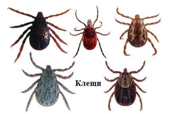 За последнюю неделю клещи почти полторы тысячи раз покусали новосибирцев