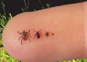 Эпидемиологи объявили о начале сезона клещевого энцефалита в Новосибирской области