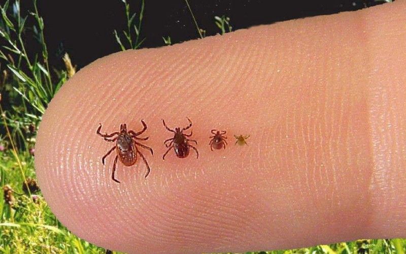 Эпидемиологи объявили о начале сезона клещевого энцефалита в Новосибирской области