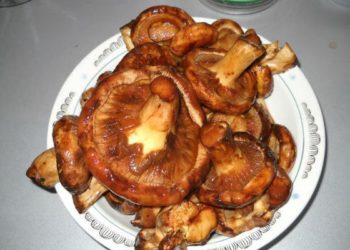 В Новосибирске открылся сезон продажи условно съедобных грибов