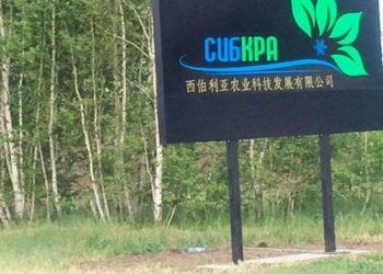 2 миллиона клубней китайской картошки высадят на полях Новосибирской области