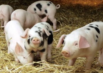 Россельхознадзор опроверг слухи о чуме свиней в Новосибирской области