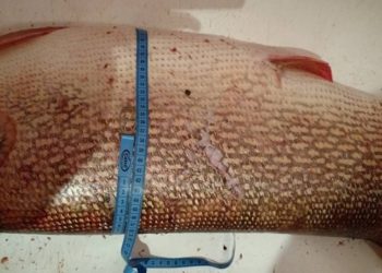 15-килограммовую щуку поймал в Оби житель Томска