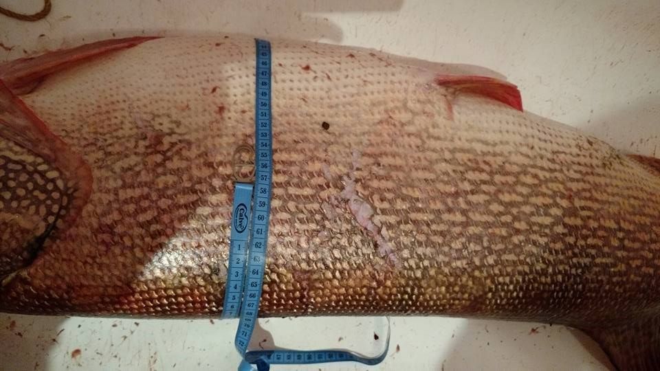 15-килограммовую щуку поймал в Оби житель Томска