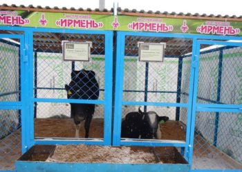 Следователи проверяют причины гибели работника на племзаводе «Ирмень» под Новосибирском