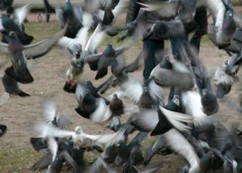 Голуби «сдали» новосибирским приставам задолжавшего 300 тысяч рублей алиментщика