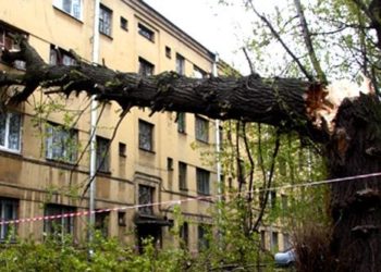 «Родина» потребует заложить в бюджете Новосибирска деньги на решение проблемы аварийных деревьев