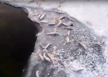 В Новосибирской ГЭС прокомментировали массовый мор рыбы на каналах шлюзов