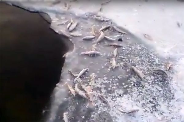 В Новосибирской ГЭС прокомментировали массовый мор рыбы на каналах шлюзов