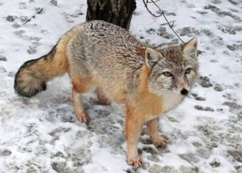 Двухмесячный карантин по бешенству введен в Каргатском районе под Новосибирском