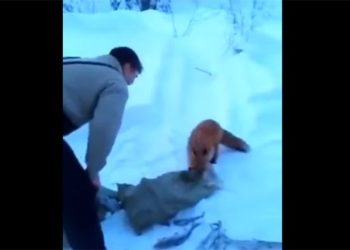 Наглая лиса пыталась стянуть мешок с рыбой прямо на глазах у рыбаков на Алтае (видео)