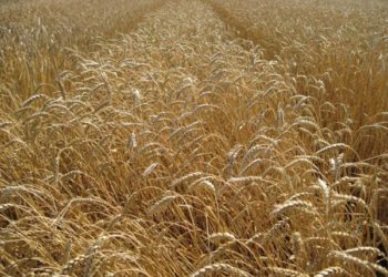 Власти Китая разрешили импорт новосибирской пшеницы после 42 лет запрета