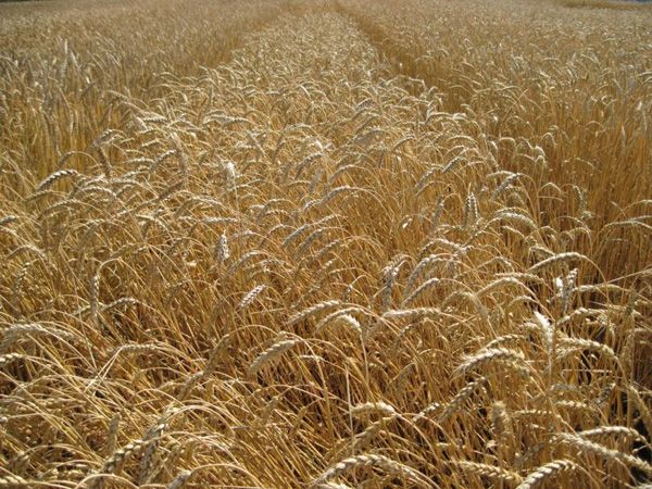 Власти Китая разрешили импорт новосибирской пшеницы после 42 лет запрета