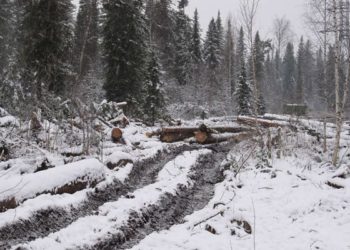 «Гринпис» требует от Чайки расследования пожара в доме алтайского активиста