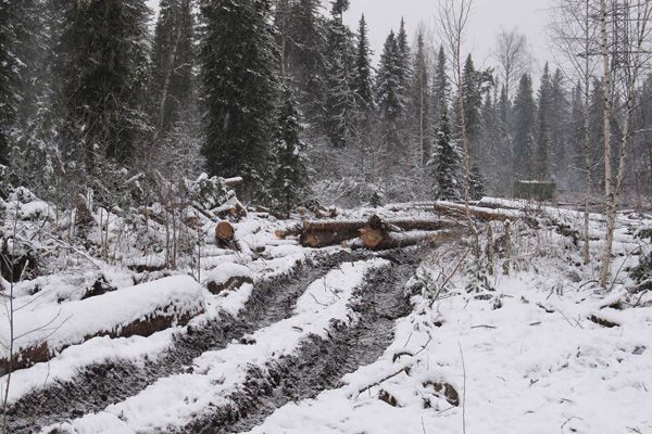 «Гринпис» требует от Чайки расследования пожара в доме алтайского активиста