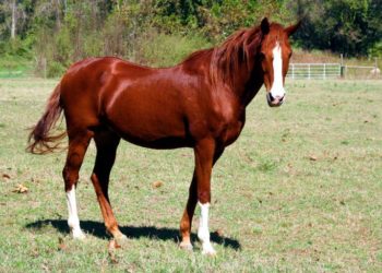 Новосибирские электросети заплатят 80 тысяч рублей за убитую током лошадь