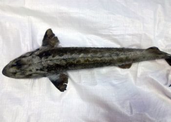 Сибиряк может сесть на три года за вылов из Оби краснокнижного осетра