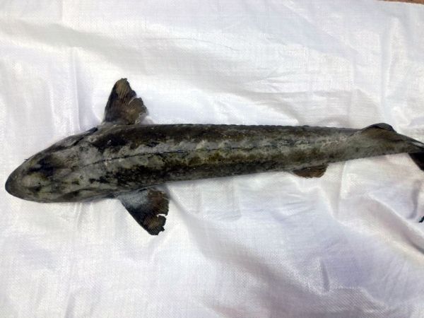 Сибиряк может сесть на три года за вылов из Оби краснокнижного осетра