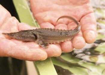 В Сибири возрождают осетра