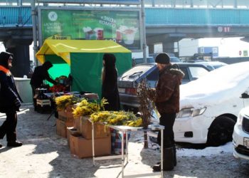 На улицах Новосибирска к 8 Марта продают мимозу и багульник