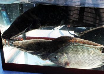 Свежая рыба круглый год