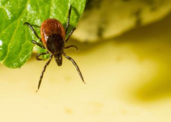 Не дадим клещам шансов!