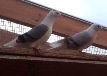 Из Новосибирска депортировали 19 голубей