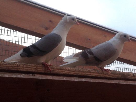 Из Новосибирска депортировали 19 голубей