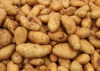 Россельхознадзор разрешил новосибирцам выращивать картошку