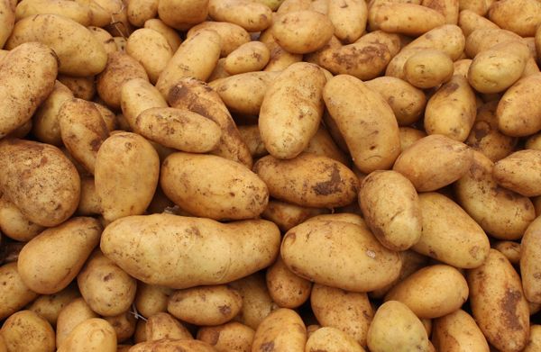 Россельхознадзор разрешил новосибирцам выращивать картошку