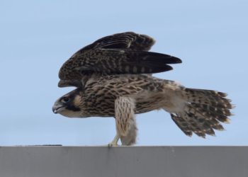 Пара сапсанов свила гнездо на уступе многоэтажки в Новосибирске