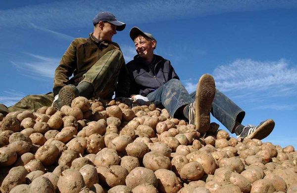 Сажать, нельзя продавать!