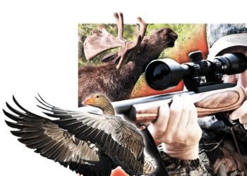 Трофеи из Красной книги. Почему государство перестаёт защищать редких животных