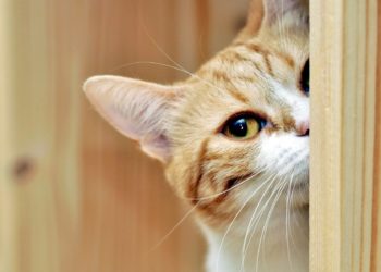 Вместо кота новосибирские приставы обнаружили в туалете злостного алиментщика