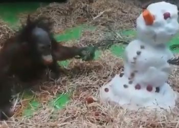 Видео: Светлана Акулова