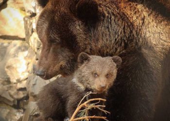 Новосибирский зоопарк