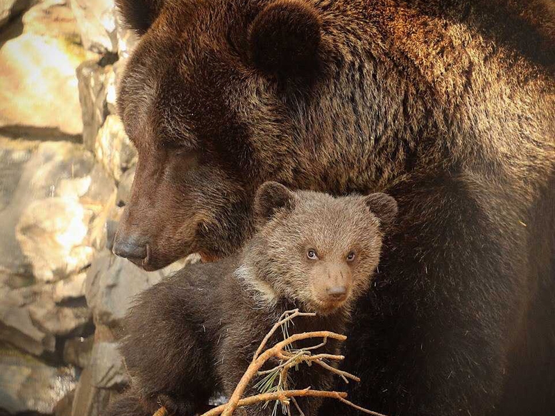 Новосибирский зоопарк