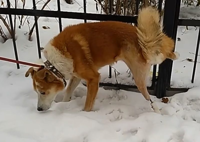 Дворняга по кличке Шанс стала первой в России собакой с протезом
