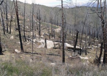 Фото из архива Института леса ФИЦ КНЦ СО РАН