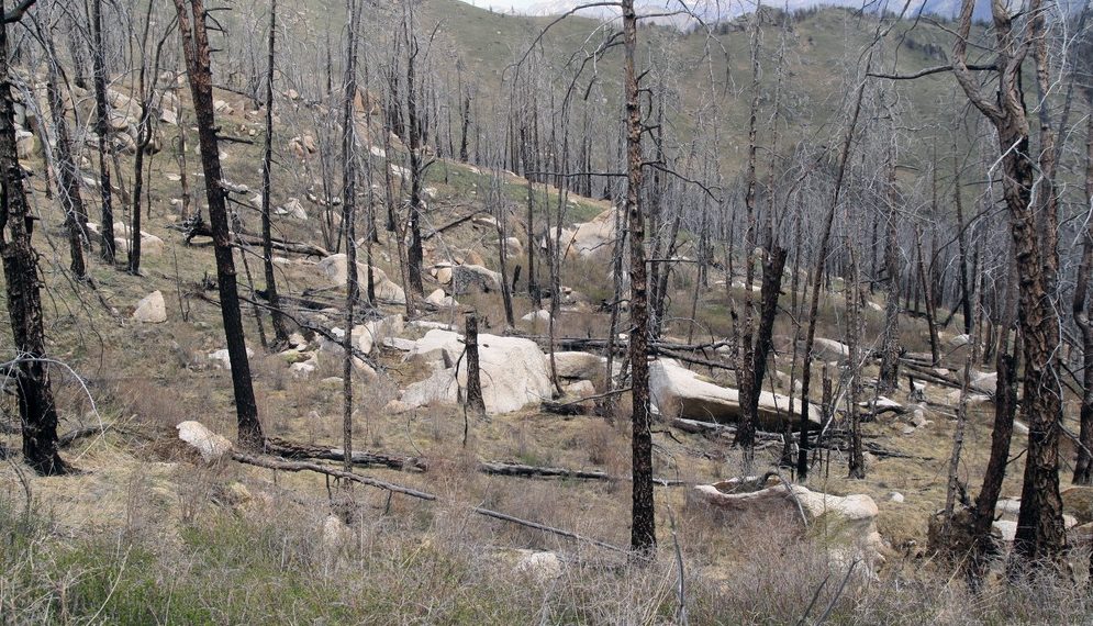 Фото из архива Института леса ФИЦ КНЦ СО РАН