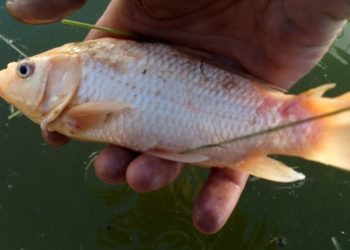 андрей щульц