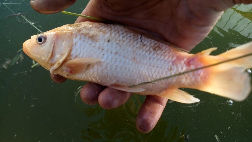 андрей щульц