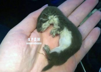 Центр реабилитации диких животных