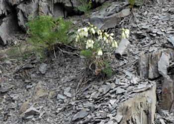 Алексей Яновский