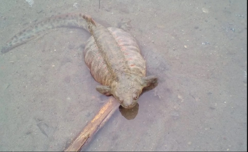 МЯСНИК БУРНЕв